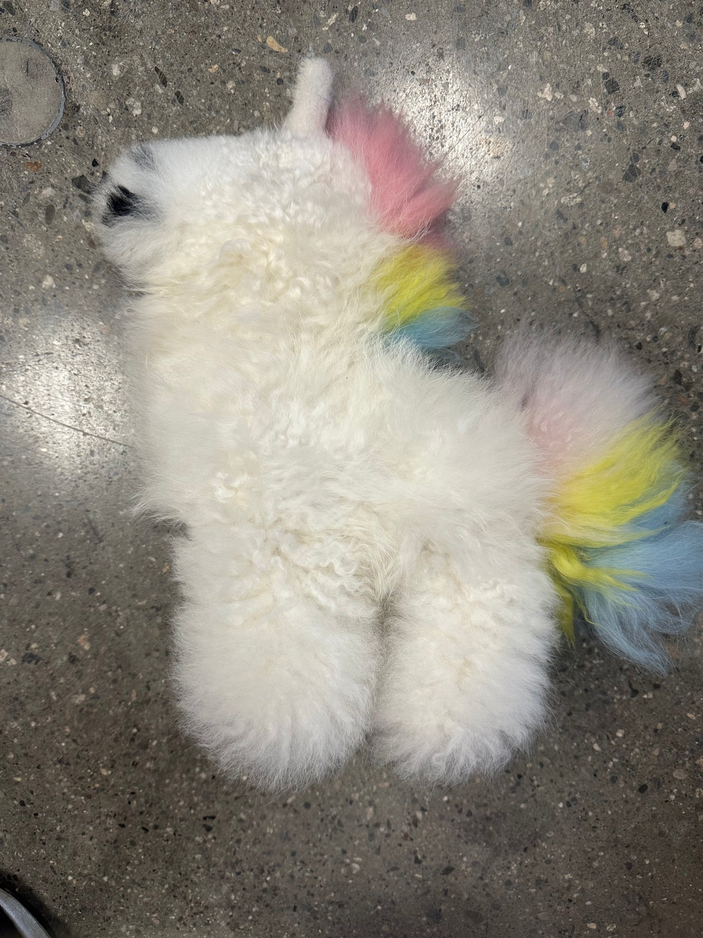 Rainbow Unicorn